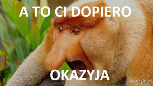 https://i1.kwejk.pl/k/obrazki/2018/10/AD4YD69t3CDYgMsK.jpg